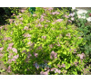 Спірея (таволга) Золота Принцеса ( Spiraea Golden Princess)